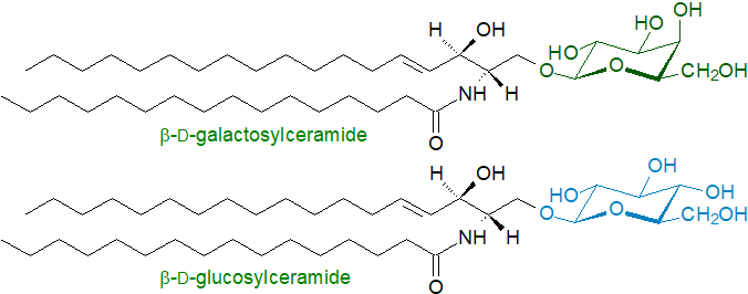 Structural formulae for glucosyl- and galactosylceramide