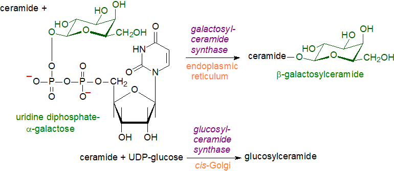 A plasmalo-galactosylceramide