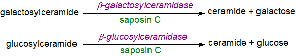 Structure of a fungal glucosylceramide