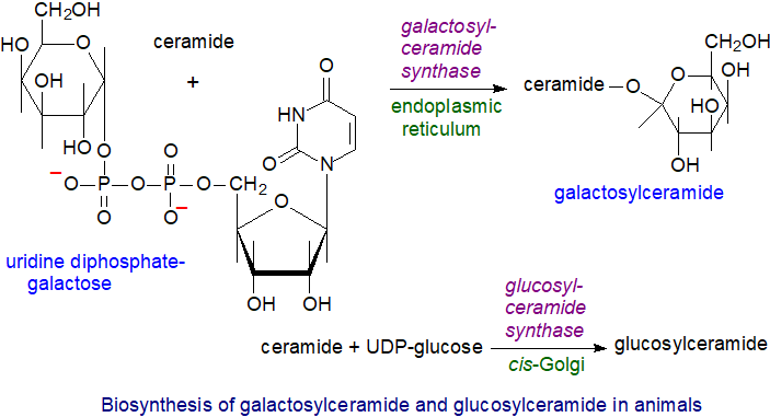 Biosynthesis of galactosylceramide