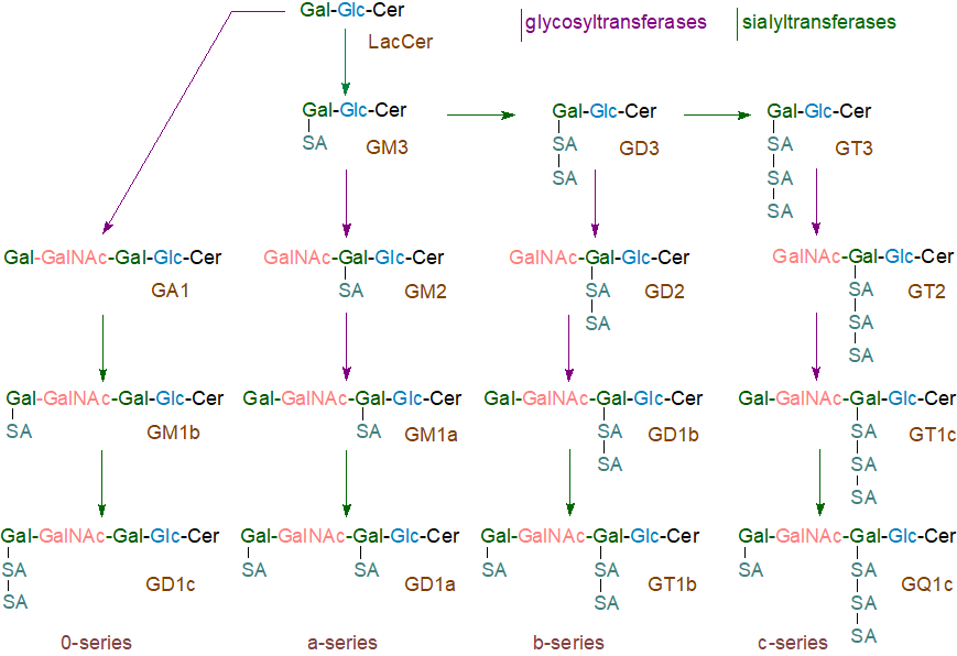 Biosynthesis of the 0, a, b and c series of gangliosides