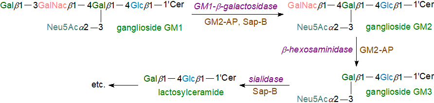 Lysosomal ganglioside degradation
