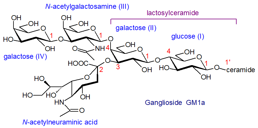 Structural formula of ganglioside GM1a