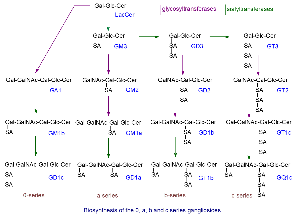 Ganglioside biosynthesis
