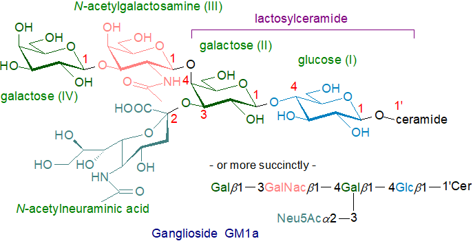 Structural formula of ganglioside GM1a