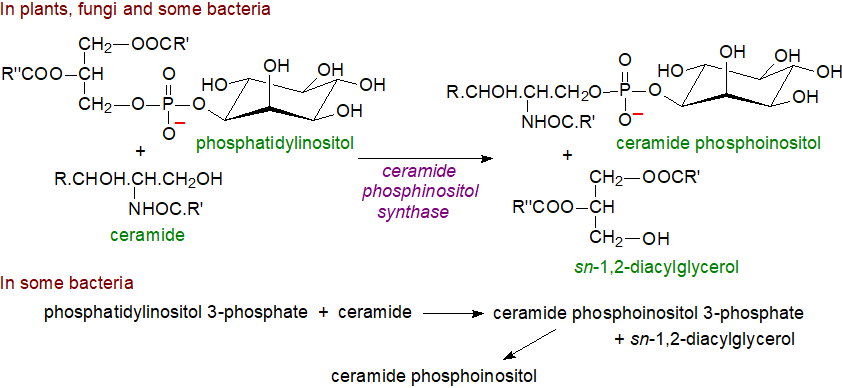Biosynthesis of ceramide phosphoinositol