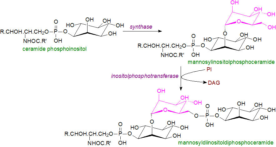 Biosynthesis of complex phosphosphingolipids in S. cerevisiae