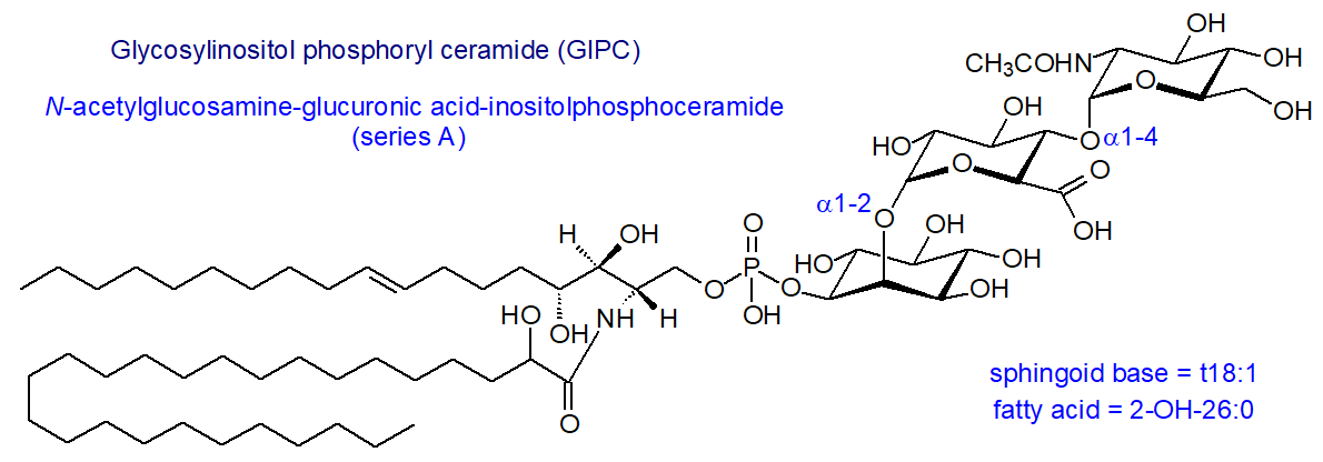 Structural formula of N-acetylglucosamine-glucuronic-inositolphosphoceramide