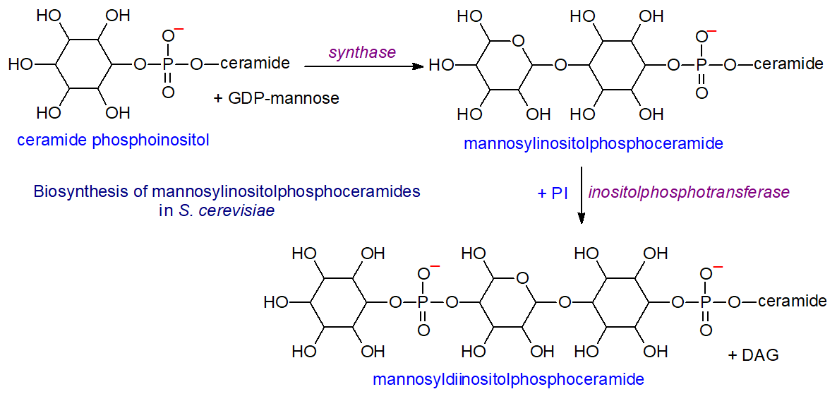 Biosynthesis of complex sphingolipids in S. cerevisiae