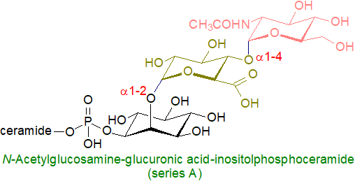 Structural formula of N-acetylglucosamine-glucuronic-inositolphosphoceramide