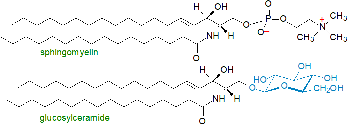 Complex sphingolipids