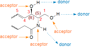 The sphingomyelin cycle