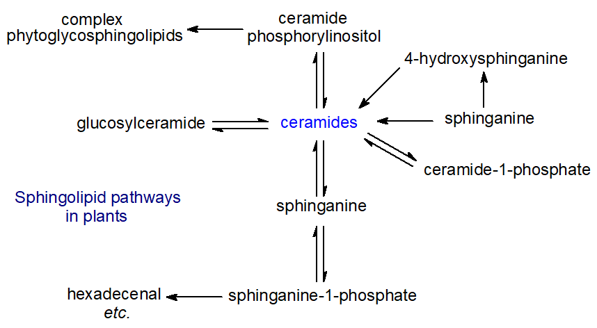 Sphingolipid biosynthetic pathways in plants
