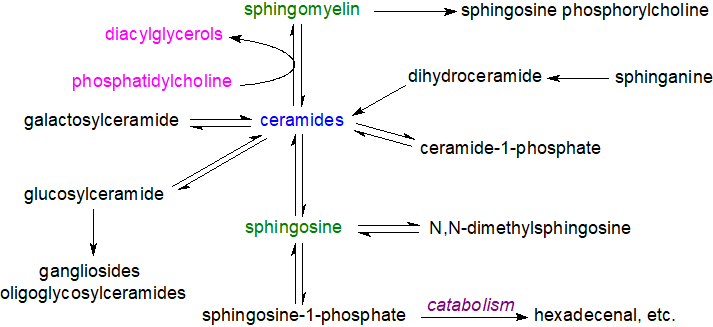 Sphingolipid biosynthetic pathways in plants