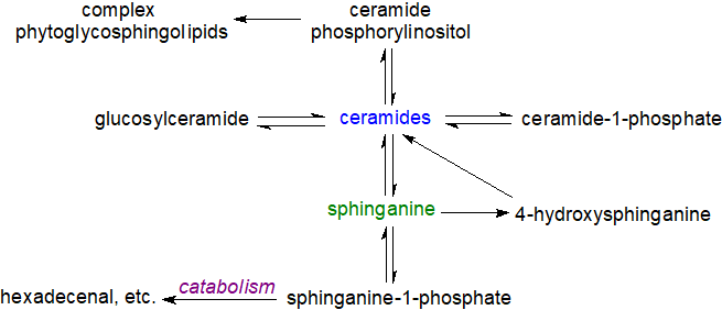 Fatty acids of sphingolipids