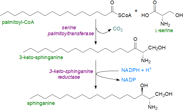 Structure of 9-methylsphinga-4,8-dienine