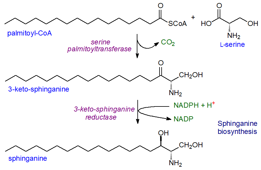 Biosynthesis of sphinganine