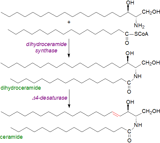 Biosynthesis of sphinganine