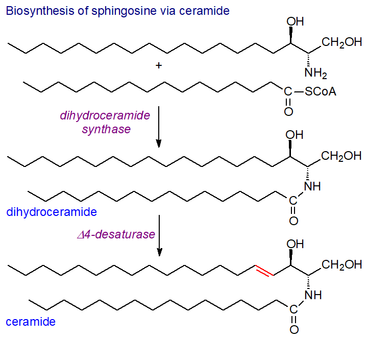 Biosynthesis of long-chain bases via ceramide
