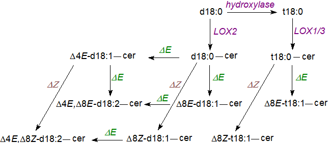 Biosynthesis of long-chain bases via ceramide