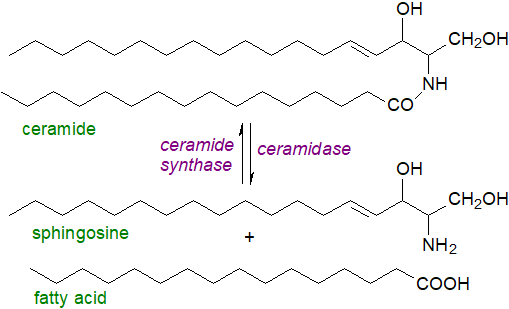 Metabolism of sphingoid bases in plants