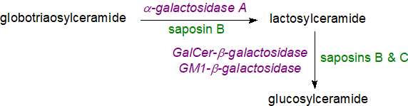 Figure 6. Catabolism of oligoglycolipids in animals Catabolism of oligoglycolipids in animals