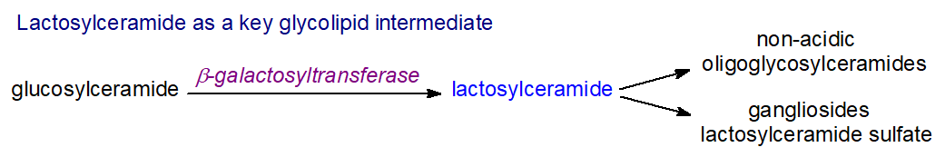 Metabolism of lactosylceramide