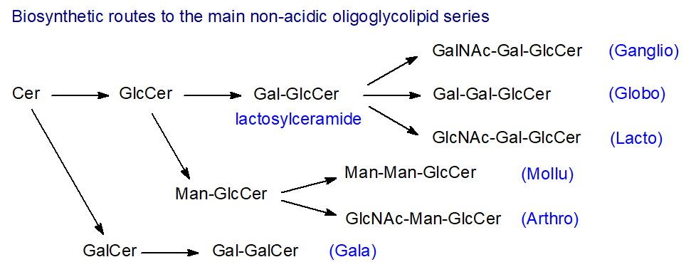 Biosynthesis of neutral oligoglycosphingolipids