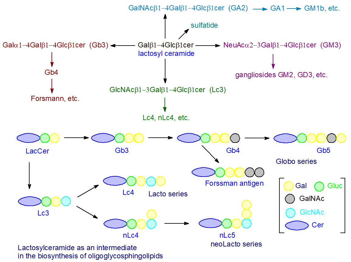 Biosynthesis of complex oligoglycosyl ceramides