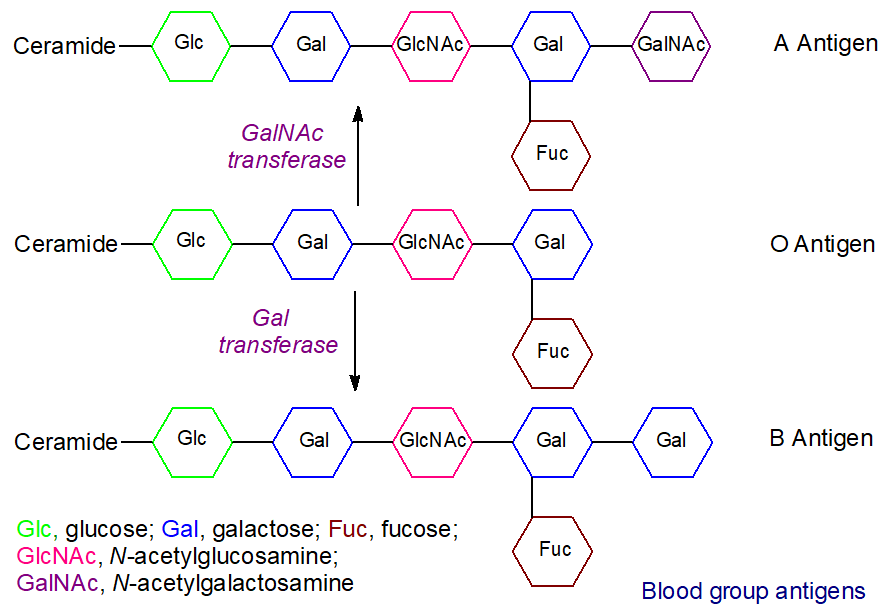 Blood group antigens