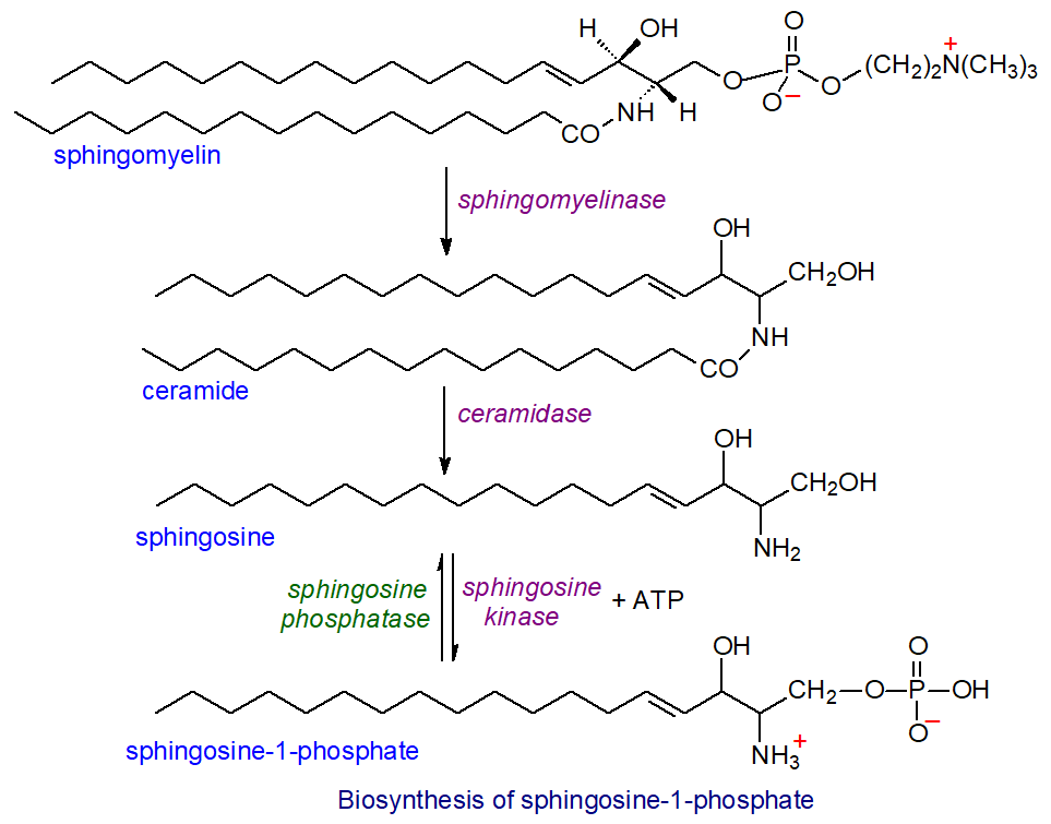 Biosynthesis of sphingosine-1-phosphate