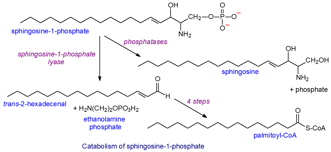 Degradation of sphingosine-1-phosphate