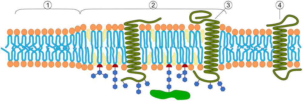 Schematic raft