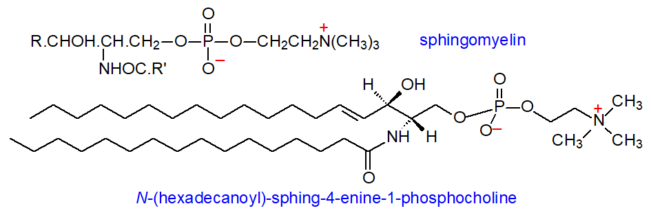 Structural formula of sphingomyelin