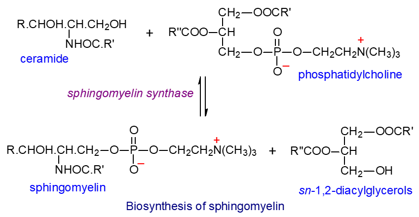 Biosynthesis of sphingomyelin