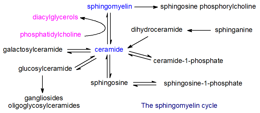 The sphingomyelin cycle