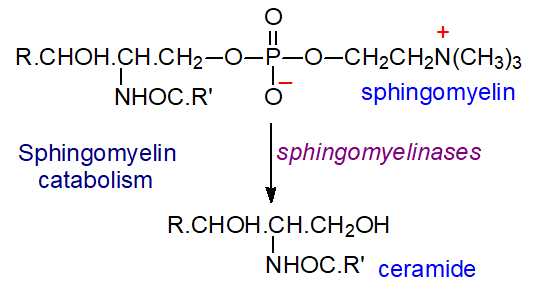 Catabolism of sphingomyelin - sphingomyelinases