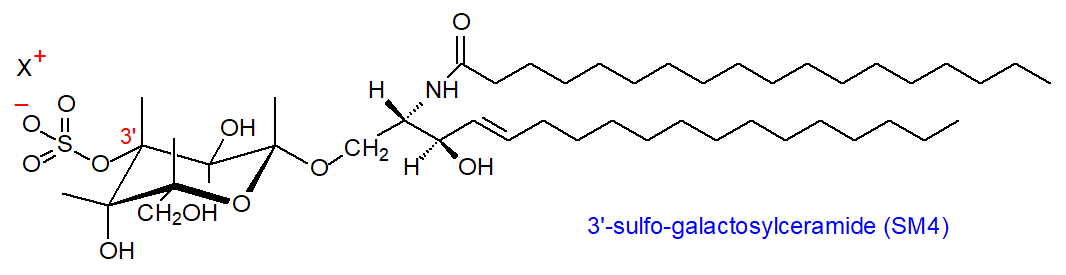 Formula of 3'-sulfo-galactosylceramide