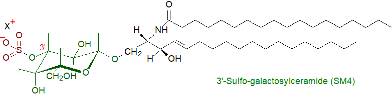 Formula of 3'-sulfo-galactosylceramide