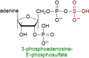 Formula of 3-phosphoadenosine 5'-phosphosulfate