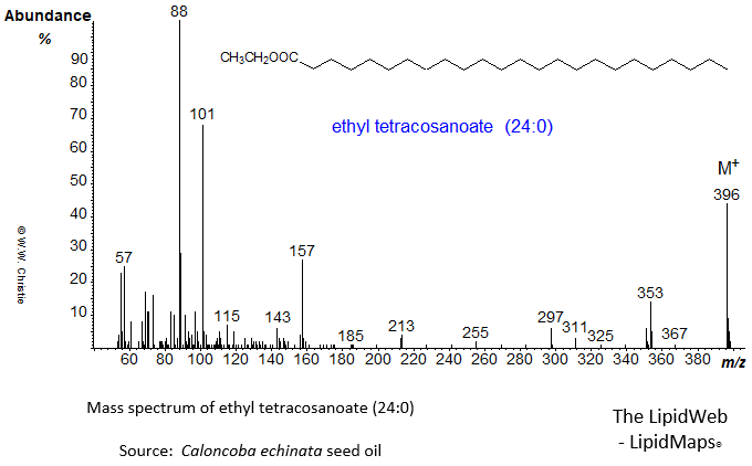 Mass spectrum of ethyl tetracosanoate (24:0)