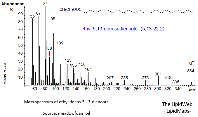 Mass spectrum of ethyl 5,13-docosadienoate or 5,13-22:2