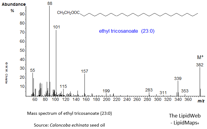 Mass spectrum of ethyl tricosanoate (23:0)