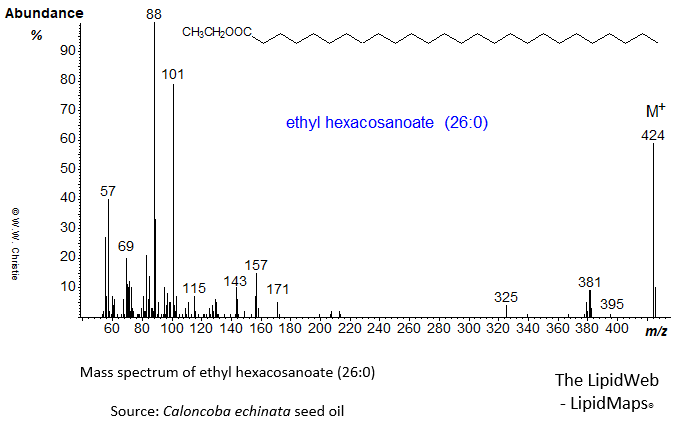 Mass spectrum of ethyl hexacosanoate (26:0)