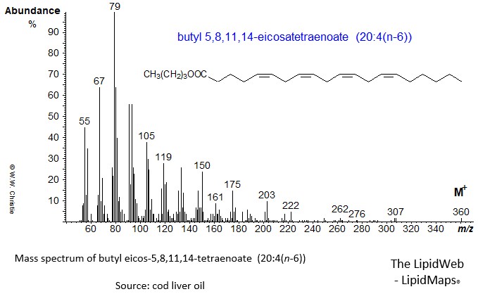 Mass spectrum of butyl 5,8,11,14-eicosatetraenoate (20:4(n-6) or arachidonate)