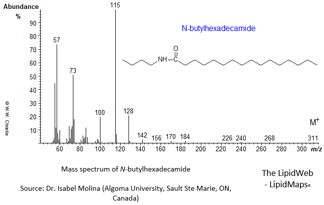 Mass spectrum of N-butylhexadecamide