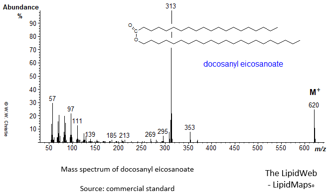 Mass spectrum of docosanyl eicosanoate